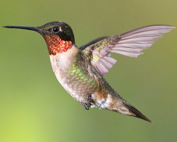 Ruby-throated Hummingbird