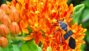 Pollinator on flower