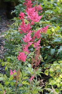 Flowers in a garden