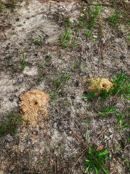 Ground bee mounds