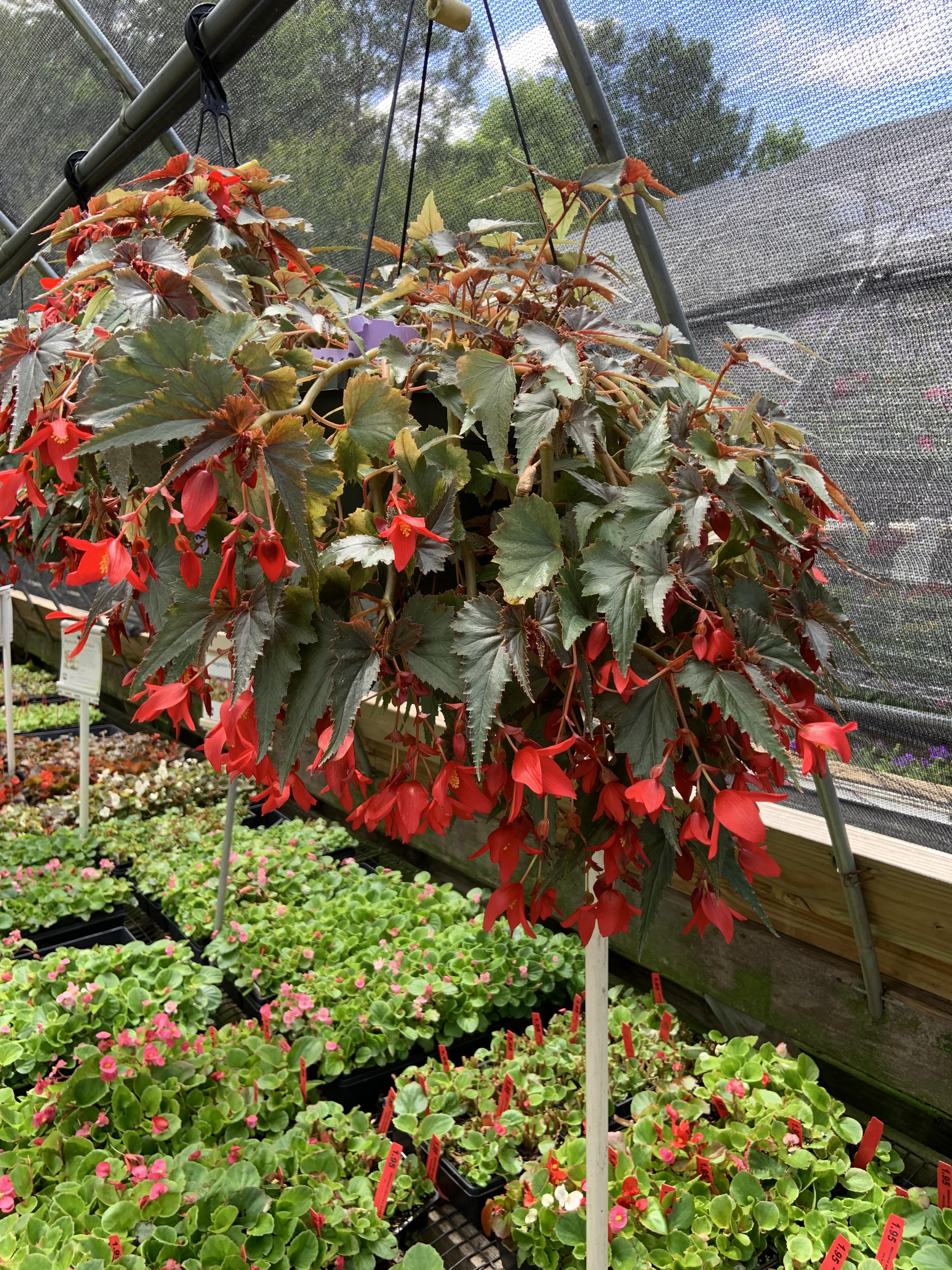 Red begonias in a greenhouse