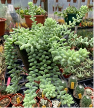 Succulent plant