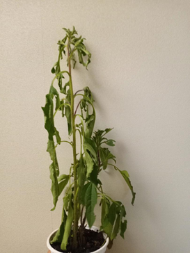 Plant with drooping leaves