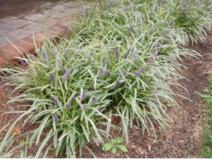 Liriope