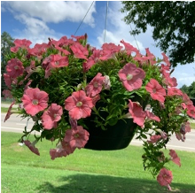 Pink petunias hanging in a pot