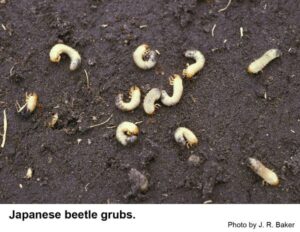 Cover photo for Japanese Beetles: the Next Chapter
