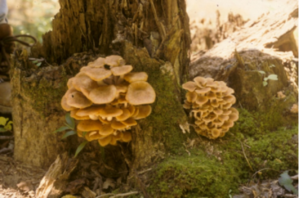 Honey Mushrooms