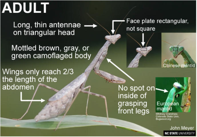 praying-mantis-garden-hunters-n-c-cooperative-extension