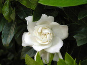 Cover photo for Gardenias