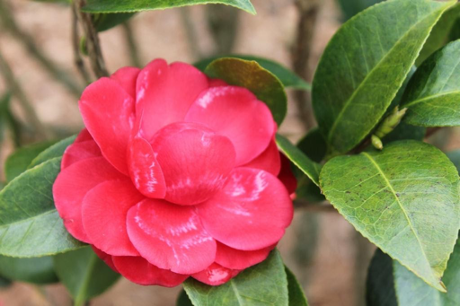 Camellias in the Landscape | North Carolina Cooperative Extension