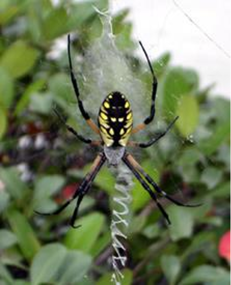 spider, Significado desde el tema Insects