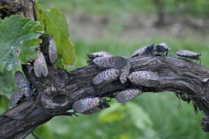 Spotted Lanternfly