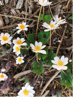 Bloodroot