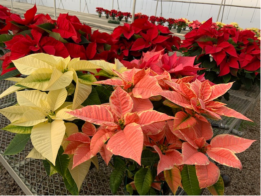 Poinsettias