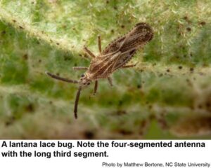 Lantana Lace Bug