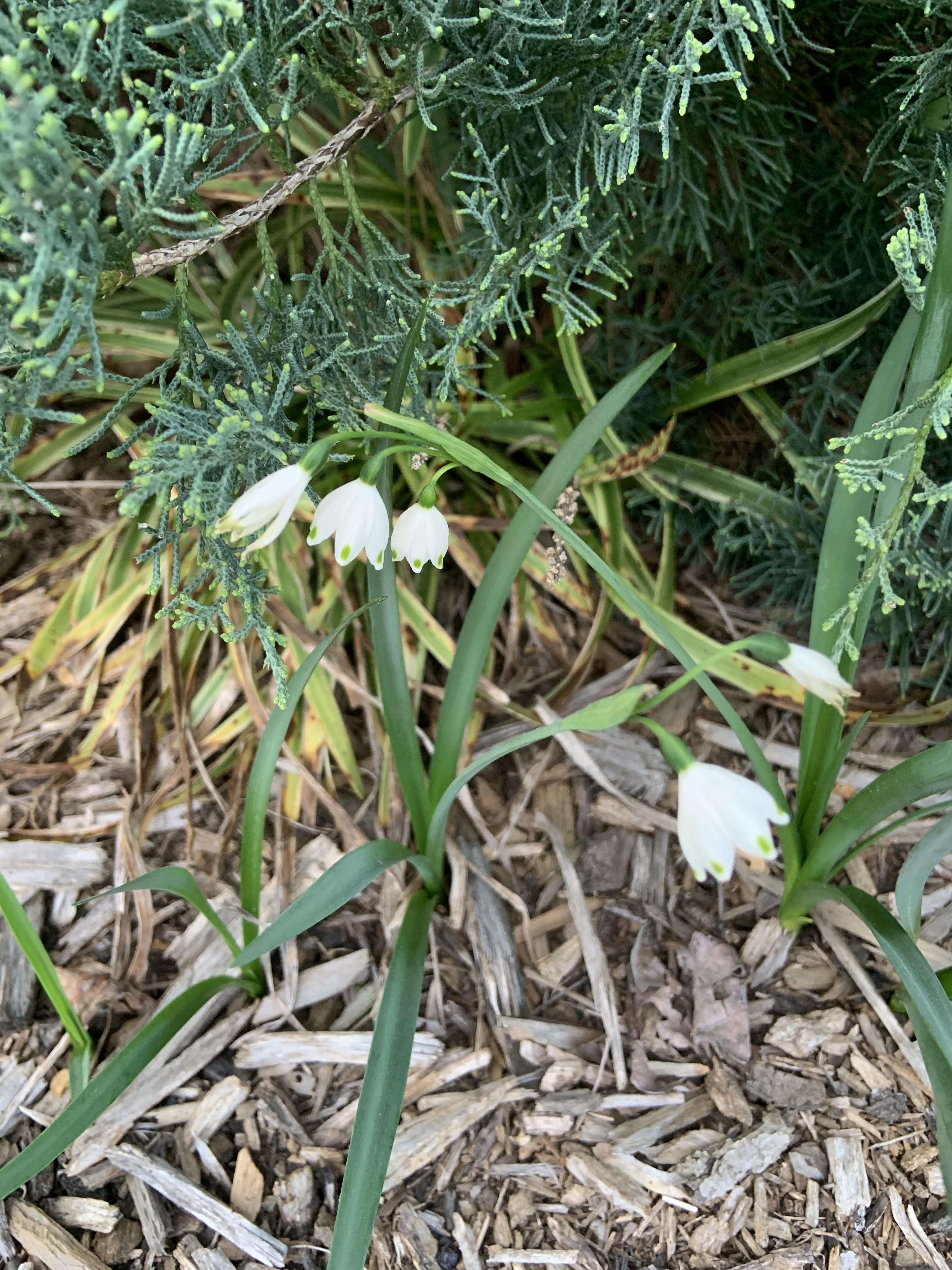 Snowdrop