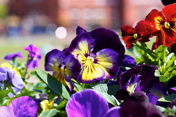 Pansies