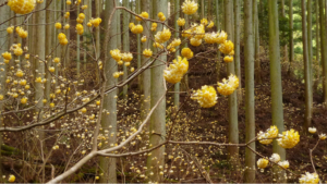 Paperbush Plant