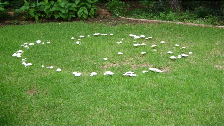 Fairy Ring