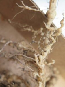 Root-knot nematode
