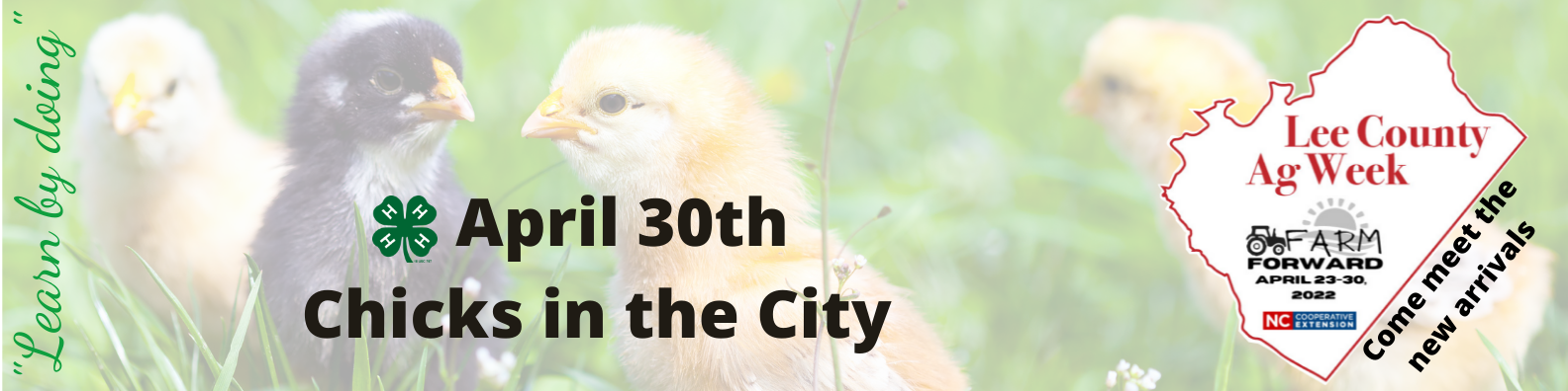 Chicks in the city april 30