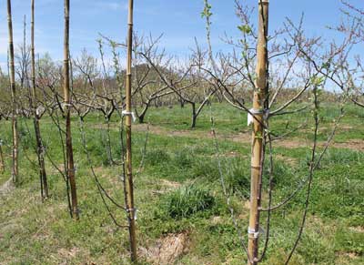 Apple Rootstock