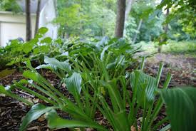 Deer damaged plants