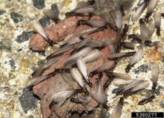 Native-subterranean-termites