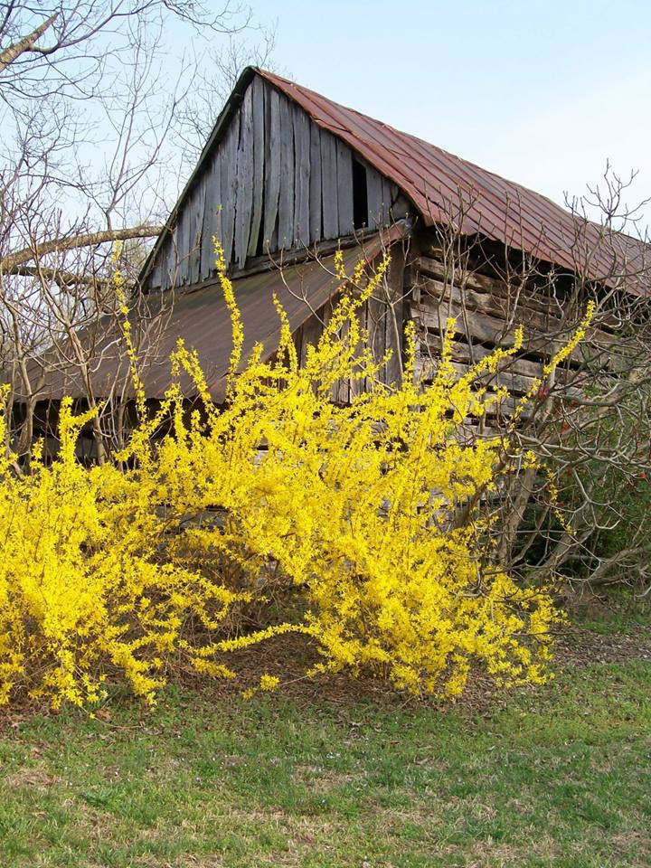 Forsythia