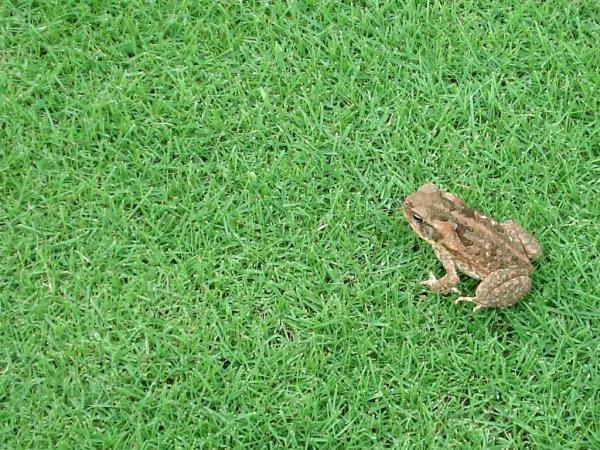 A toad sits on grass.