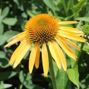 Coneflower