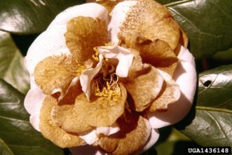 Petal blight on a camellia. 