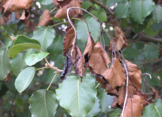 Fire-blight on Bradford Pear