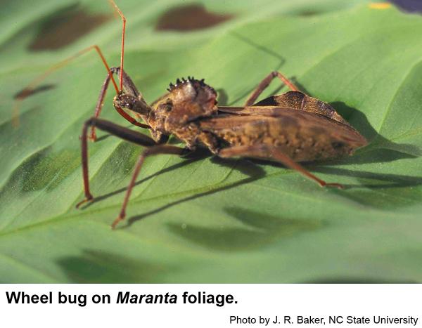 Wheel Bug