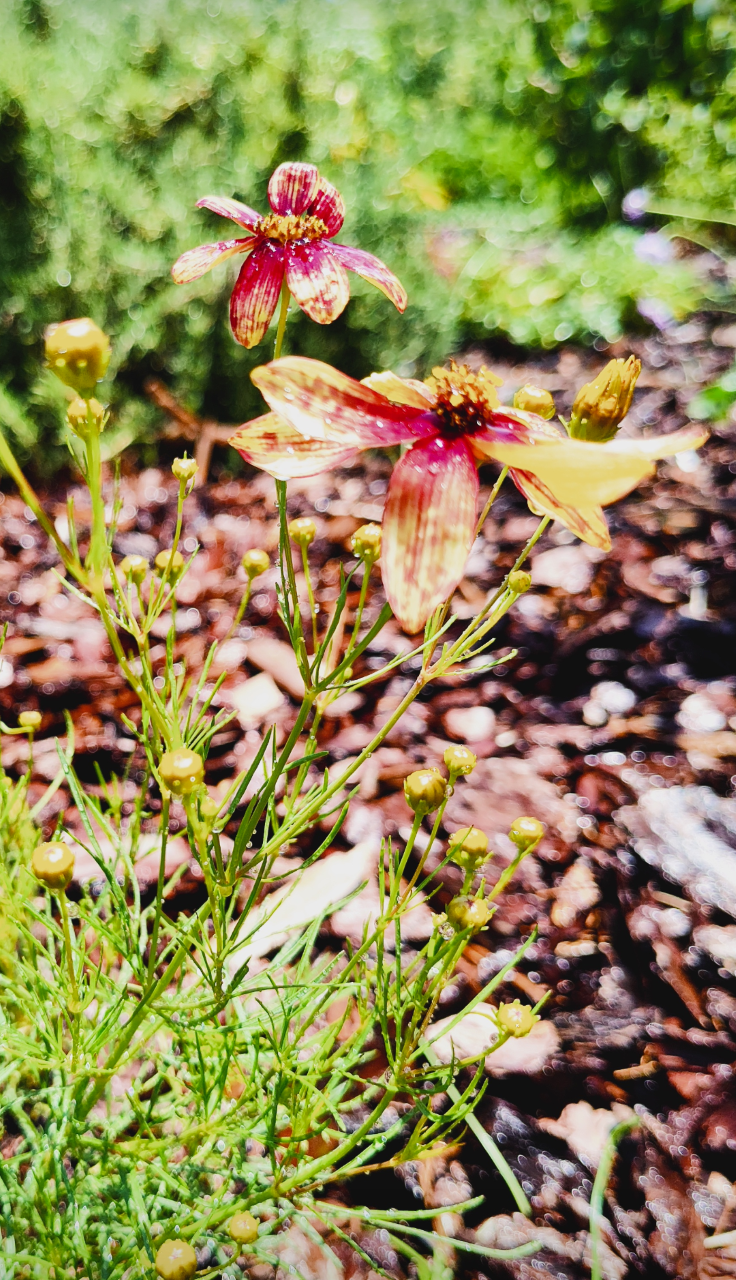 Gold yellow flowers with red splotches near the cent rise from sparse foliage.