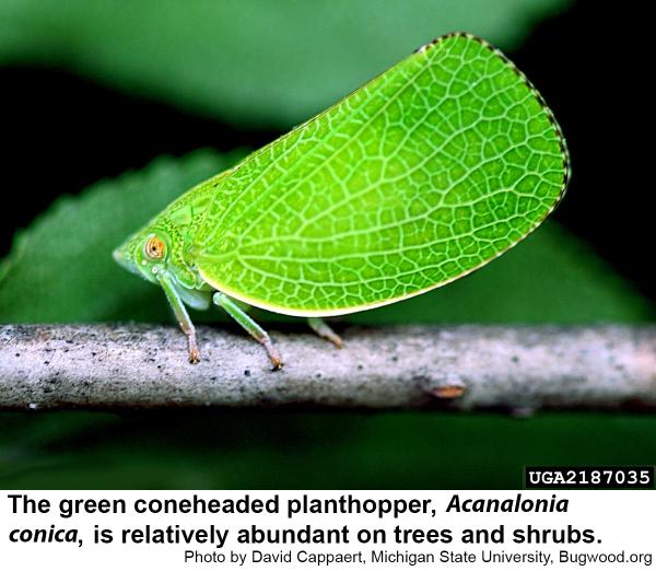 Green Conehead Planthopper