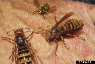 European-hornet