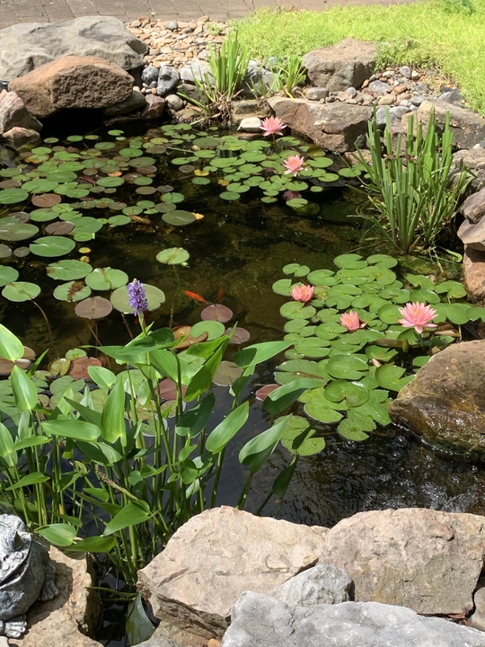 Water Garden