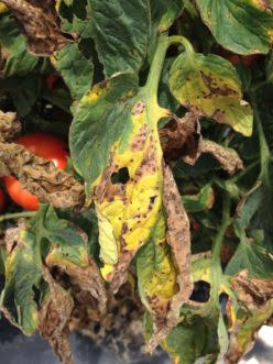 Tomato Diseases