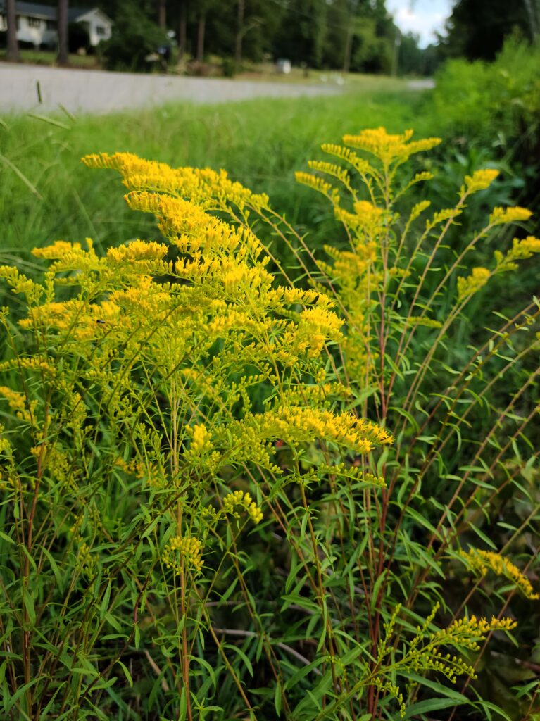 Fall Goldenrod Appreciating a Roadside Wildflower in Your Garden N.C. Cooperative Extension