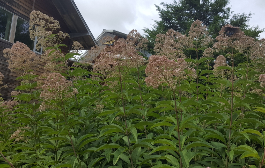 Joe-Pye Weed