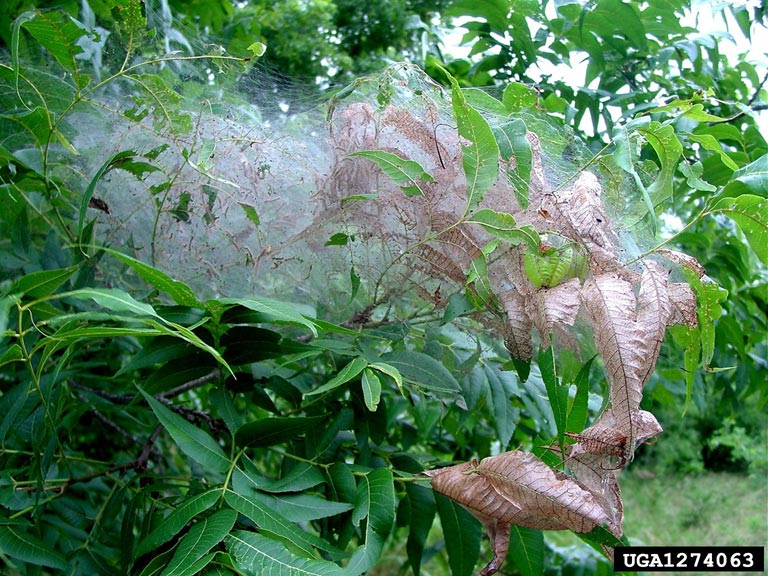 Fall Webworms Are Back N.C. Cooperative Extension