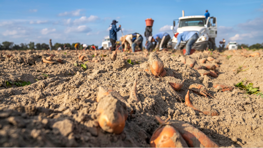 Gleaning Produce