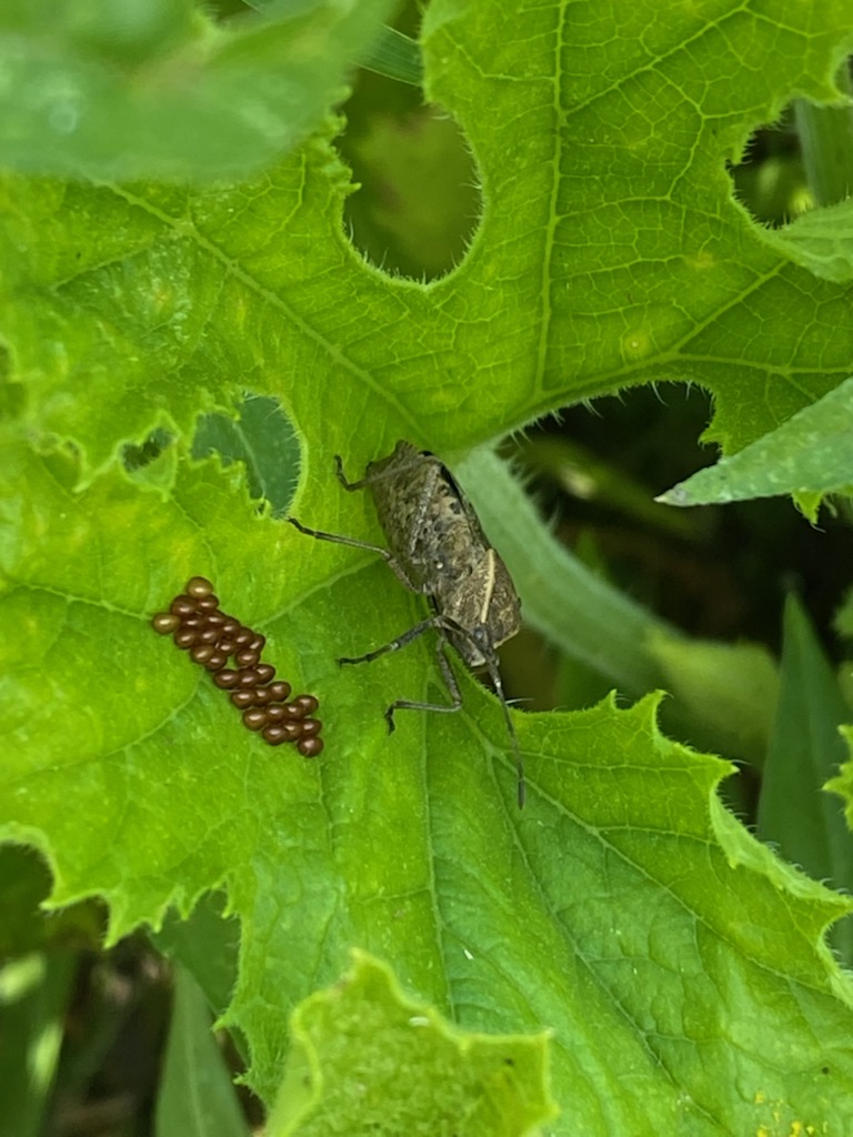 Squash bug