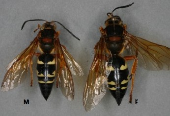 Cicada Killer Wasp