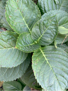Leaf Spot on Hydrangea