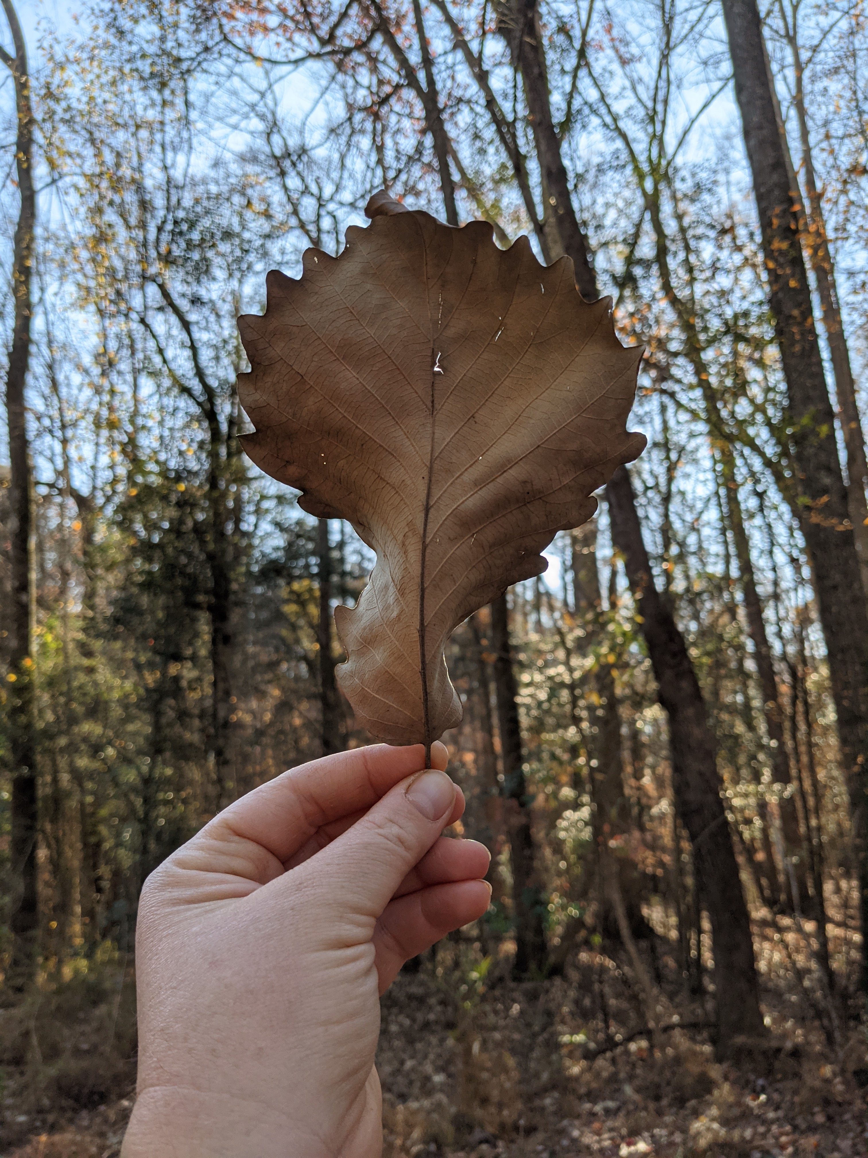 Leaf-Cleanup