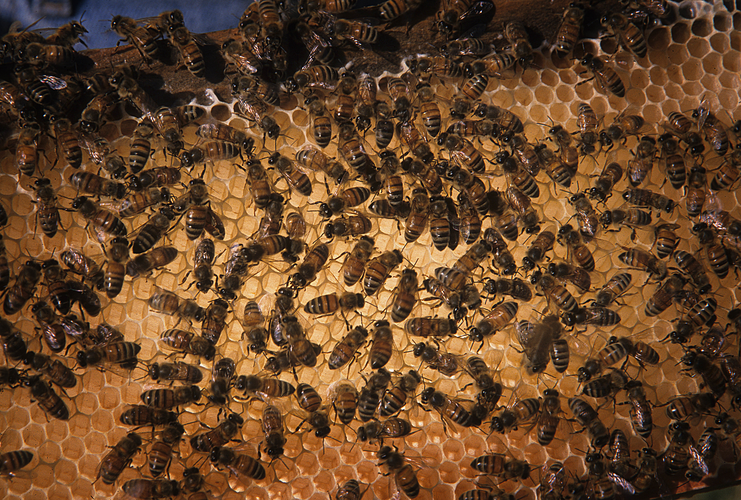 Bees on honeycomb