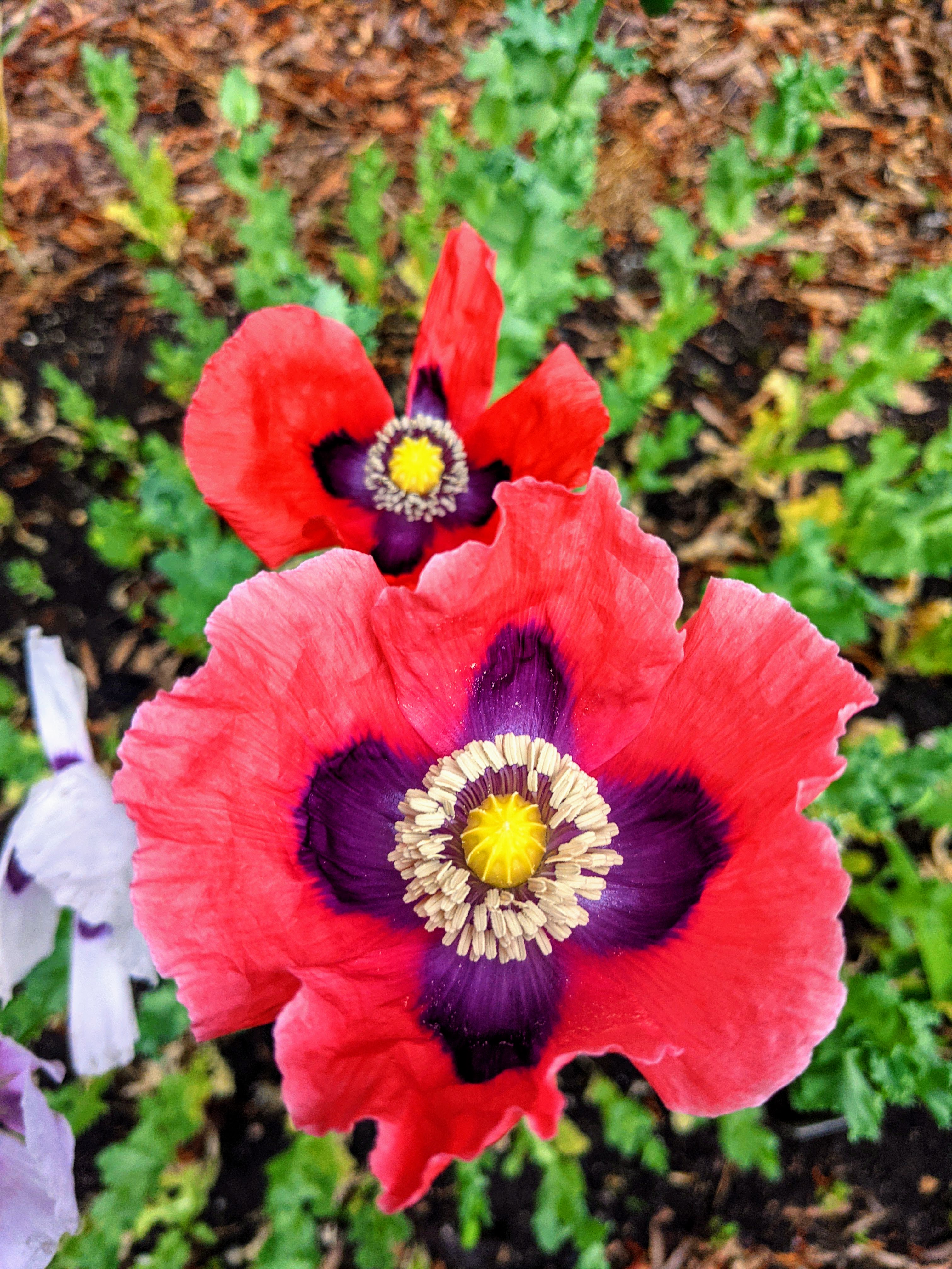 Poppy Flower