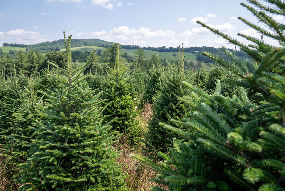 A field of christmas trees. 